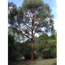 Eucalyptus Narrow Leaved Peppermint Gum 1 Plants Native Trees radiata